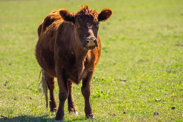Shot of a Curious Red Angus Calf Looking Directly at the Camera in Pasture
