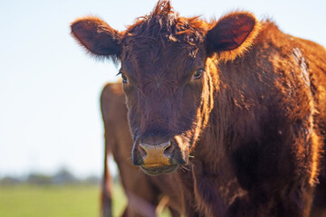 Shot of a Curious Red Angus Calf Looking Directly at the Camera in Pasture