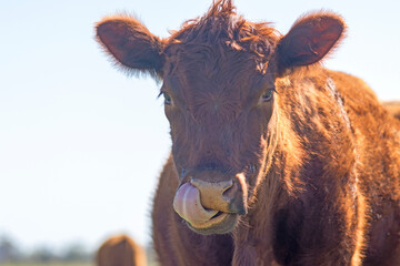 Curious Red Angus Calf Looking Directly at the Camera in Pasture