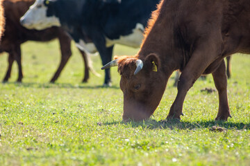 Red Angus Calf Grazing Peacefully in a Green Pasture