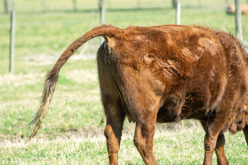 Red Angus Calf Grazing Peacefully in a Green Pasture