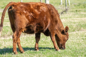 Red Angus Calf Grazing Peacefully in a Green Pasture