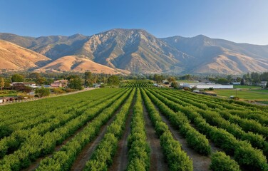 Symmetrical pistachio orchard rows under clear summer skies