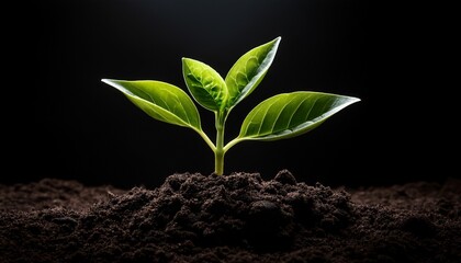 sprout emerging from dark soil against black background growth nature botany