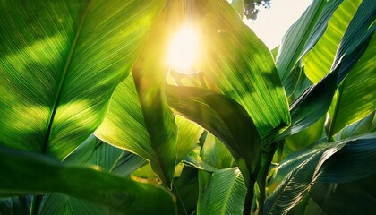 tropical sunlight lush green leaves exotic foliage nature photography sunlight through leaves green leaf background vibrant greens jungle leaves rainforest plants
