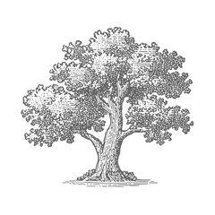 Fototapeta premium Hand Drawn Oak Tree. Vintage rough woodcut engraving linocut style vector illustration.
