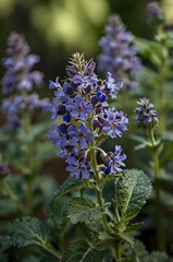 Fototapeta premium Catmint Soft Bloom