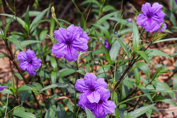 Blooming Ruellia simplex flowers in purple shade across moist green grass patch