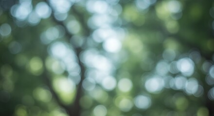 Obraz premium Blurred view of lush green foliage, sunlight filtering through trees.