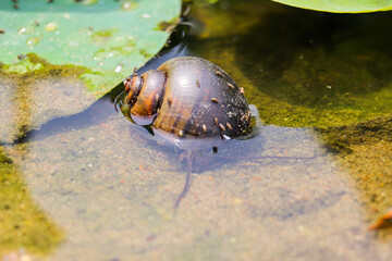 Large snail beside rock in shallow water, possibly Pomacea canaliculata