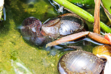 Two Golden Apple Snails pairing in shallow water among submerged vegetation