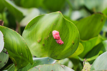 Young snail eggs forming quietly in natural spiral ginger leaf folds