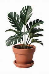 Obraz premium A lush houseplant in a terracotta pot. 
