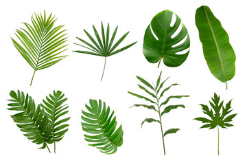 Banana, palm and momstera green leaf tropical plant isolated on white background.