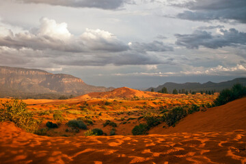 Deep Orange-red Sand Soaked with Recent Rain at Coral Pink Sand Dunes State Park Utah