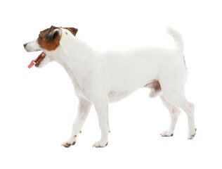Cute dog playing with toy on white background. Lovely pet