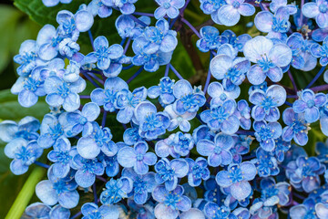 Beautiful popcorn hydrangea flowers blooming in the garden in early summer.