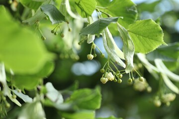 Linden tree branch with leaves and blooming flowers outdoors, closeup