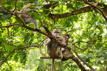 Cute monkeys on tree branch in forest
