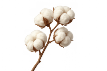 Cotton plant branch closeup, showcasing fluffy white bolls against transparent backdrop, offering seamless design integration