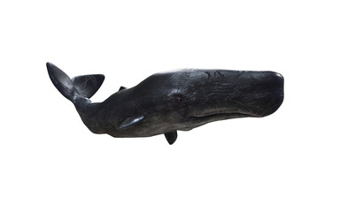 3d Illustration of A Graceful sperm whale glides through deep ocean, surrounded by mystery and silent marine beauty.