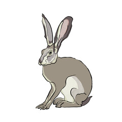 Hare