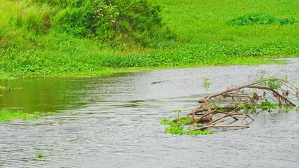 Plant city, Florida, USA: 06 22 2025: Alligator is swimming in a lake: The landscape of Edward Medard Conservation Park in Plant City close to Tampa