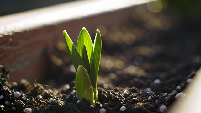 Sprout emerging in soil with perlite, bathed in soft sunlight
