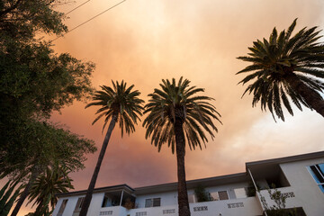 Eerie Wildfire Smoke Clouds Shroud Los Angeles Palm Tree View