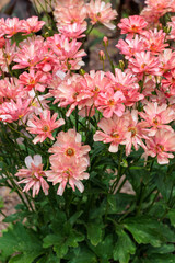 Neat and beautiful Ranunculus Rax series flowers in the garden.