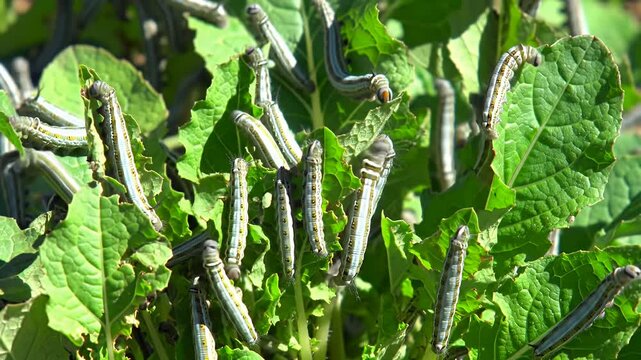 Many caterpillars on leaves, eating foliage, with striped bodies