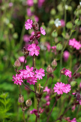 Fototapeta premium Beautiful red campion flowers blooming in the garden in early summer.