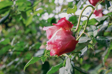 red rose buds in garden