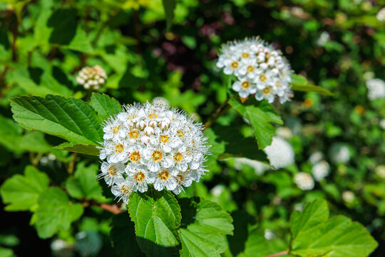 絵画 Reeves spirea Reeves Spirea - Bridal Wreath Spirea - Summer White Flowers