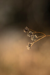 道端のひっつき虫
