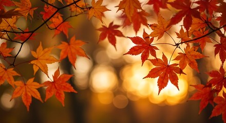 Autumn maple leaves in sunlight
