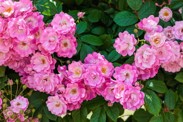 Beautiful pink cup shaped rose flower blooming in a rose garden in Izu.