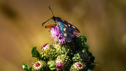 Six-spot Burnet moth (Zygaena filipendulae), Amble Dunes, Northumberland June 2025