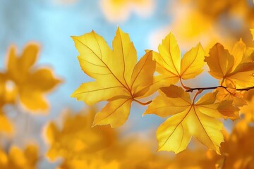Obraz premium Close-up of bright yellow autumn maple leaves against a soft blue sky background conveying a peaceful and warm seasonal mood