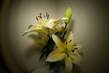 Lily blooms with elegant, trumpet-shaped petals in white, pink, or orange hues. Symbolizing purity and renewal, it emits a sweet fragrance and thrives in gardens and floral arrangements.