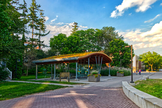 10 Aug 2024 - University of Guelph, ON, Canada. A bike stand with ferns growing on top of it! Only in a university setting.