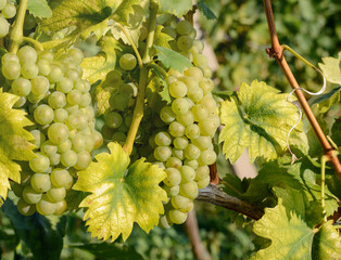 Ripening grape bunch with light colored grapes on blurred background with grape leaves