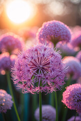 sunlight from golden sunset falling on purple allium flowers blooming during calm spring evening glow floral botanical wallpaper background