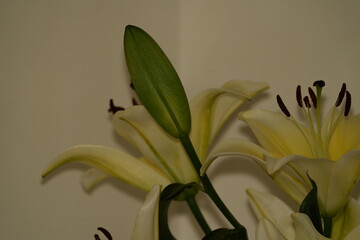 Lily blooms with elegant, trumpet-shaped petals in white, pink, or orange hues. Symbolizing purity and renewal, it emits a sweet fragrance and thrives in gardens and floral arrangements.