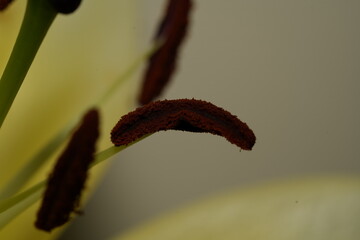 Lily blooms with elegant, trumpet-shaped petals in white, pink, or orange hues. Symbolizing purity...