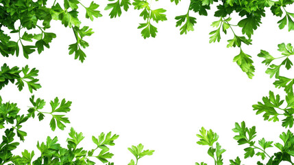 Fototapeta premium Fresh green parsley leaves texture isolated on white background 