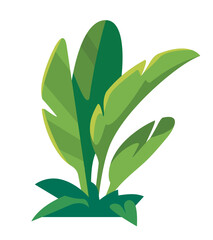 Tropical plant with broad green leaves. Vector illustration
