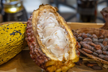 Cacao fruit with raw seeds and dried or fermented seeds, from which chocolate and cocoa are obtained.
