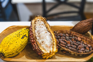 Cacao fruit with raw seeds and dried or fermented seeds, from which chocolate and cocoa are...