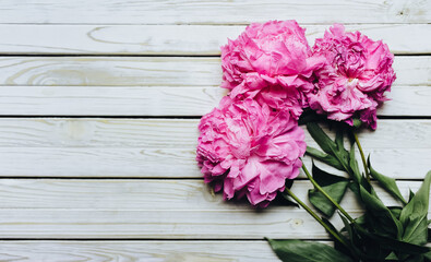 Three pink faded peonies on white wooden background. Copy space, top view. Mothers Day, Valentines...